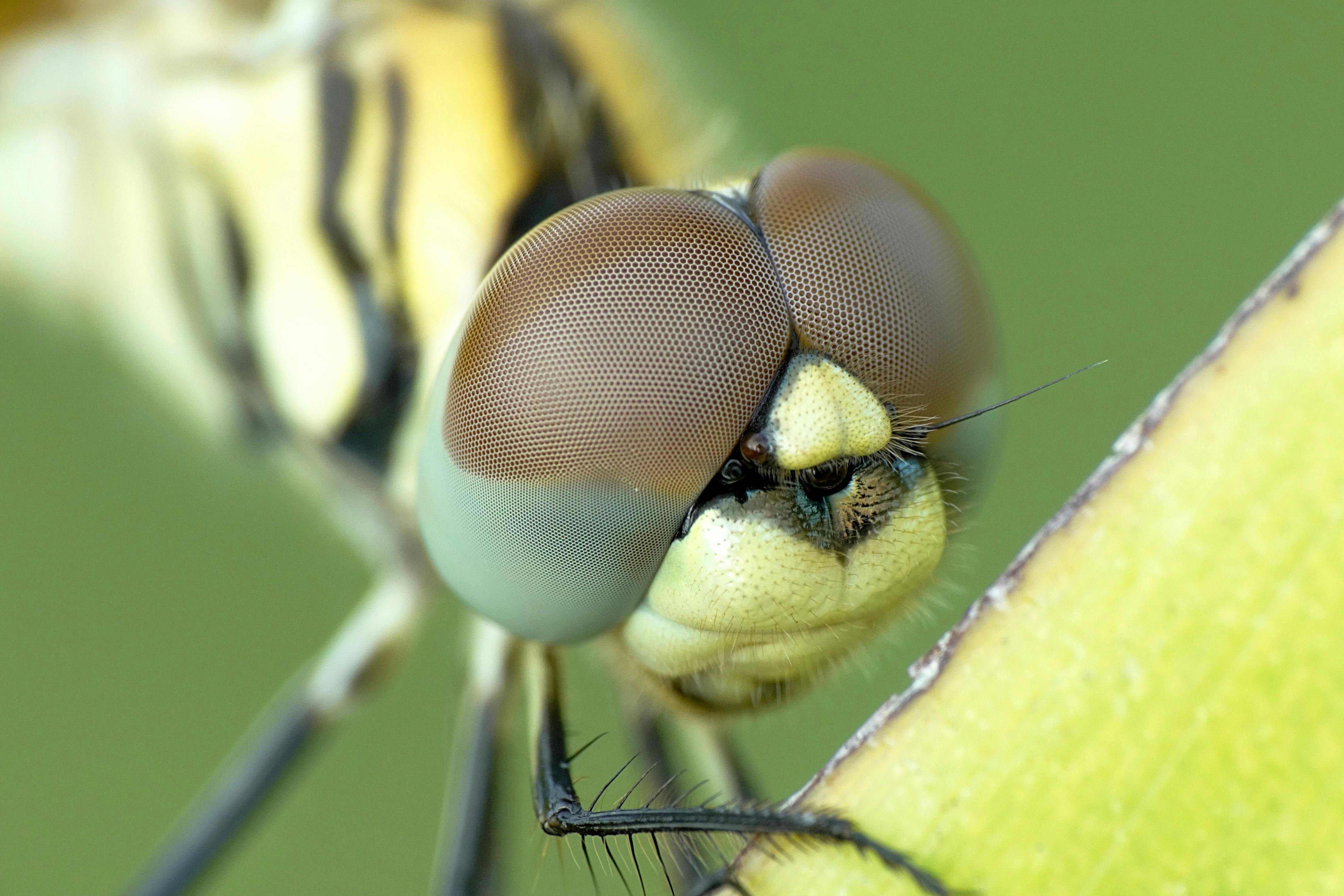 macro Photography